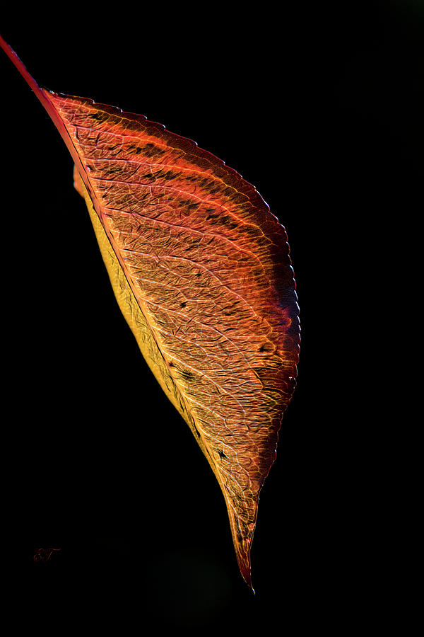 Just a Leaf Photograph by Elaine Teague