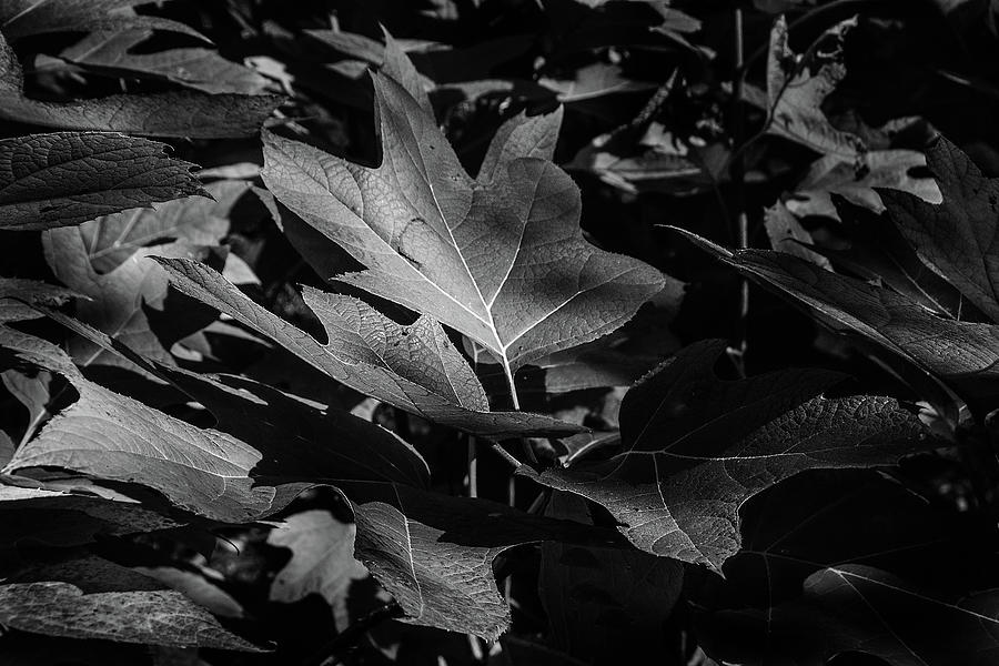 Just a Leaf Pile Photograph by Michael Ciskowski