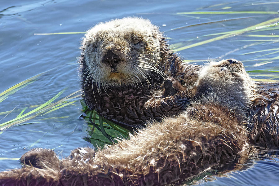 Just a Little Shuteye -- Sea Otter and Baby in Morro Bay, California Photograph by Darin Volpe