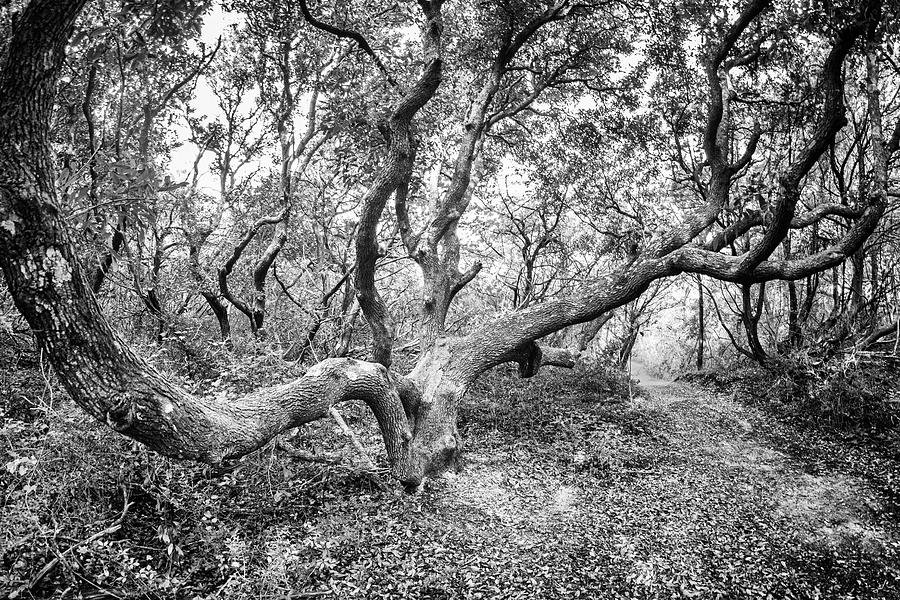 Just a Live Oak Along a Trail Photograph by Bob Decker