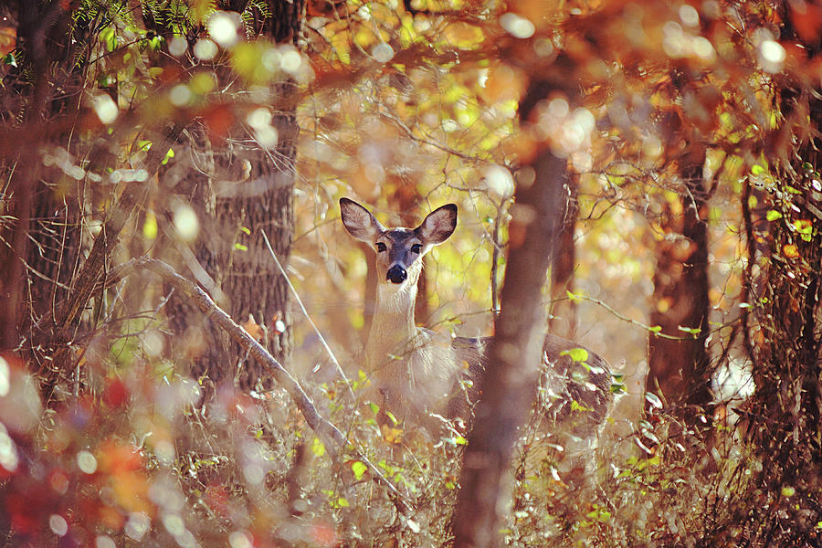 Just A Peek Deer In The Forest Photograph