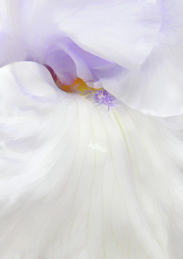 Just a Peek Bearded Iris Flower in Lavender Photograph by Jennie Marie Schell