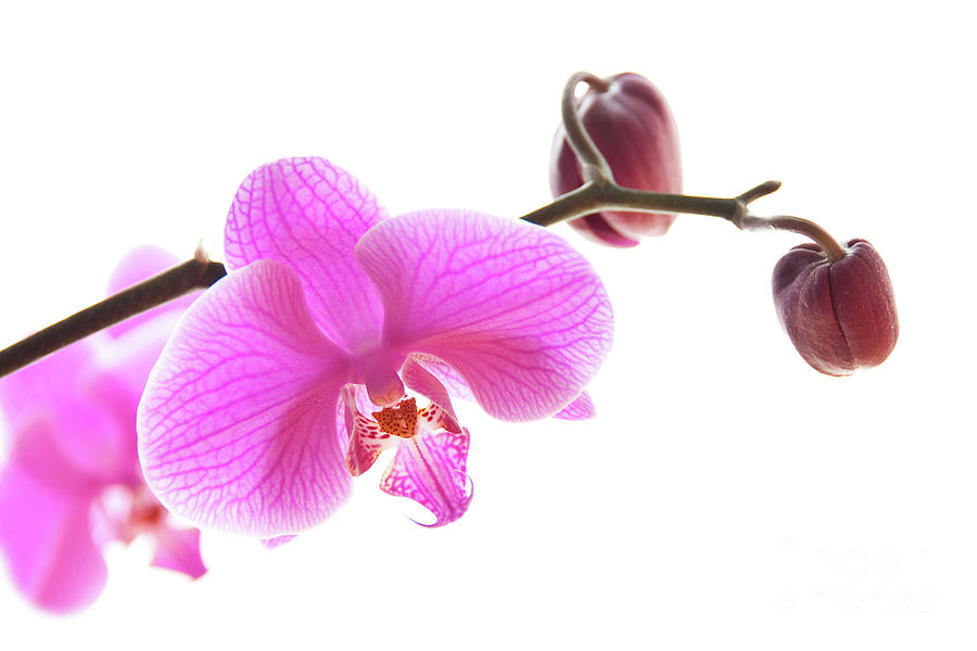 Just a pink orchid Photograph by Delphimages Photo Creations