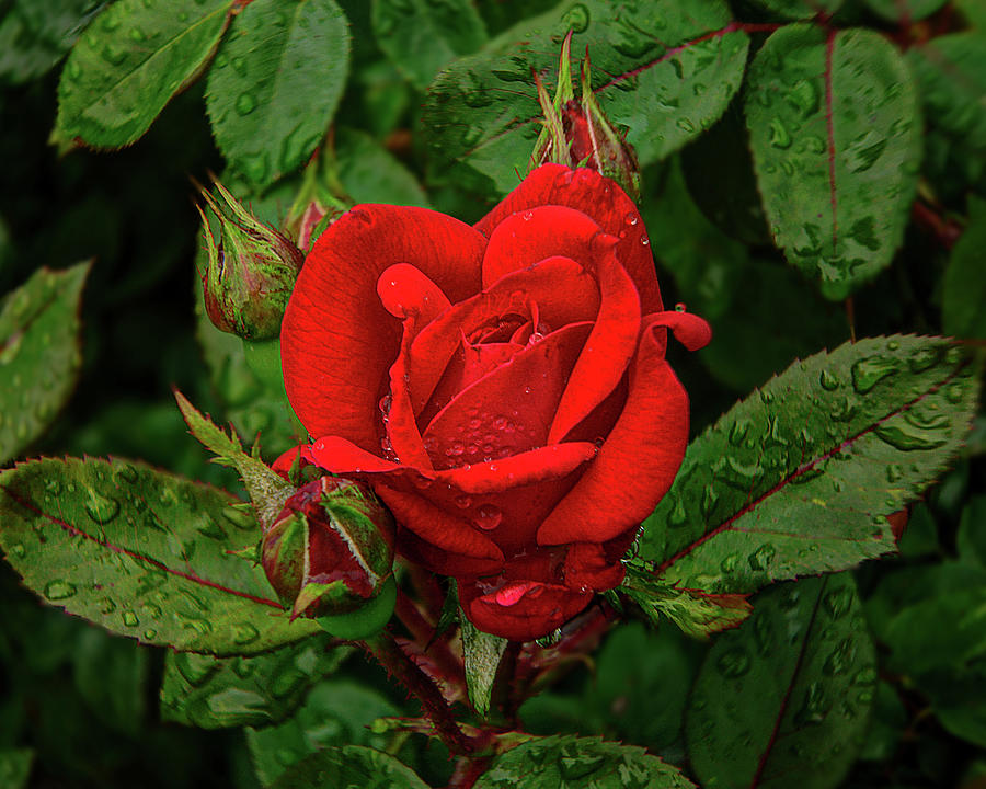 Just a Red Rose Photograph by Michael Ciskowski