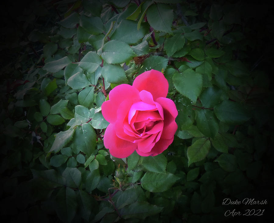 Rose Photograph - Just a rose by Duke Marsh