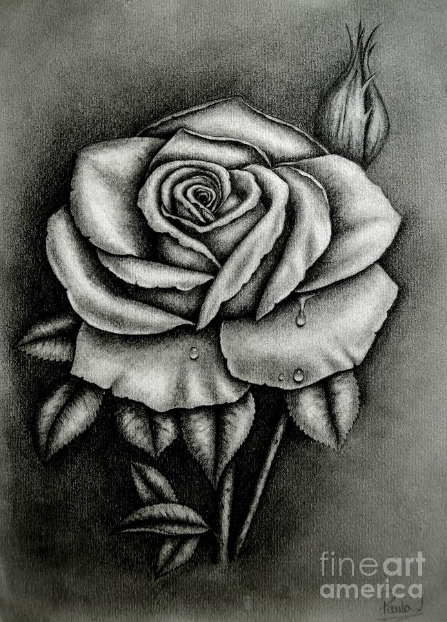 Black And White Drawing - Just a Rose by Paula Ludovino