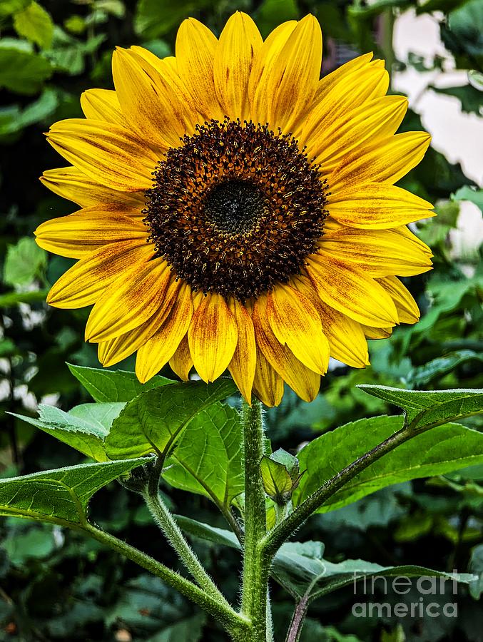 Just A Sunflower Photograph by Claudia Zahnd-Prezioso