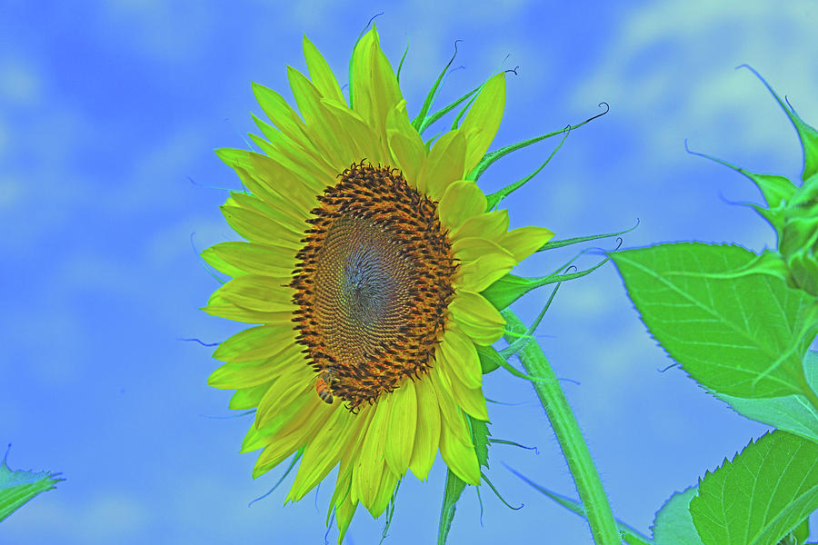 Just A Sunflower Photograph