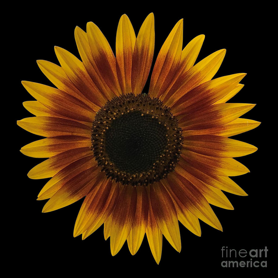 Just A Sunflower With A Black Background Photograph