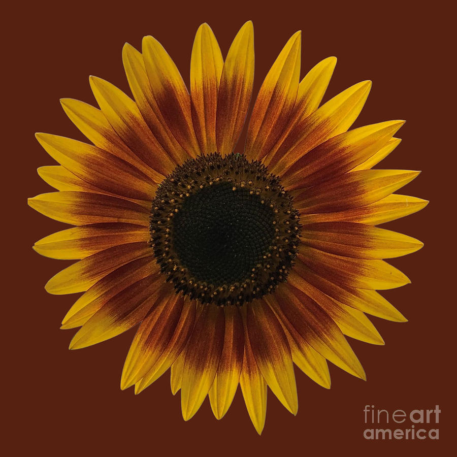 Just a Sunflower with a brown background Mixed Media by Mona Remedios Stickley