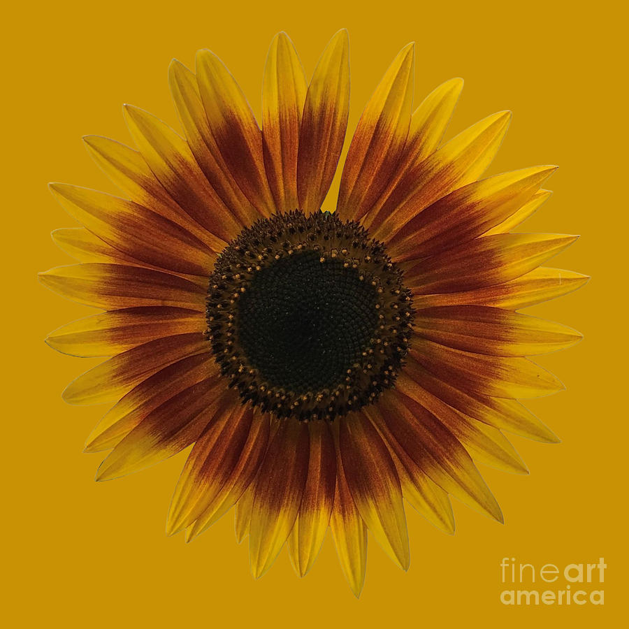 Just a Sunflower with a yellow background Photograph by Mona Remedios Stickley