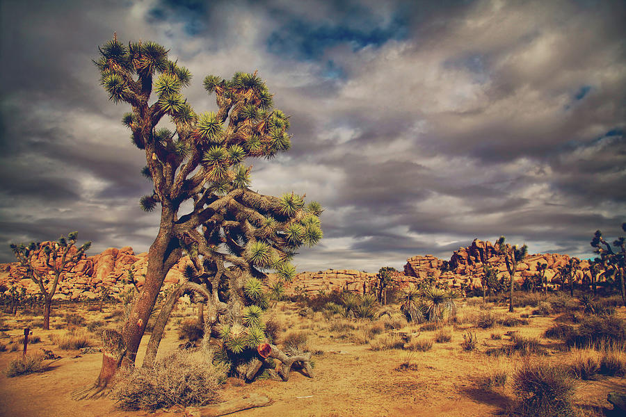 Joshua Tree National Park Photograph - Just a Touch of Madness by Laurie Search