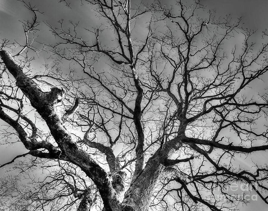 Just A Tree  Photograph by Douglas Stucky