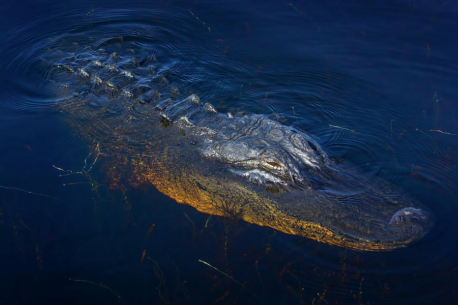 Just an Alligator Enjoying Life Photograph by Mark Andrew Thomas