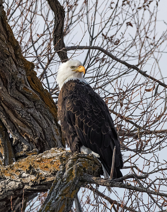 Just Another Eagle Photograph by Loree Johnson
