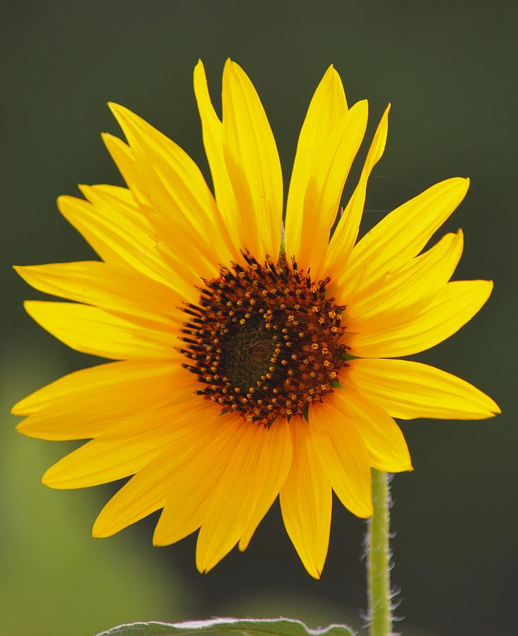 Just Another Sunflower Photograph by Gaby Ethington