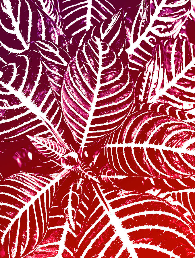 Just artsy red leaves Photograph by Vanessa Thomas