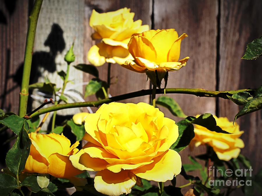 Just Beautiful Yellow Roses Photograph by Richard Thomas
