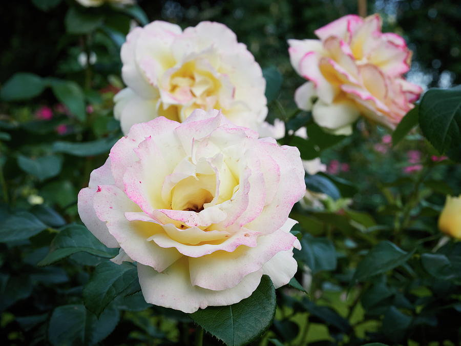 Just Blushing A Bit. Rose Photograph