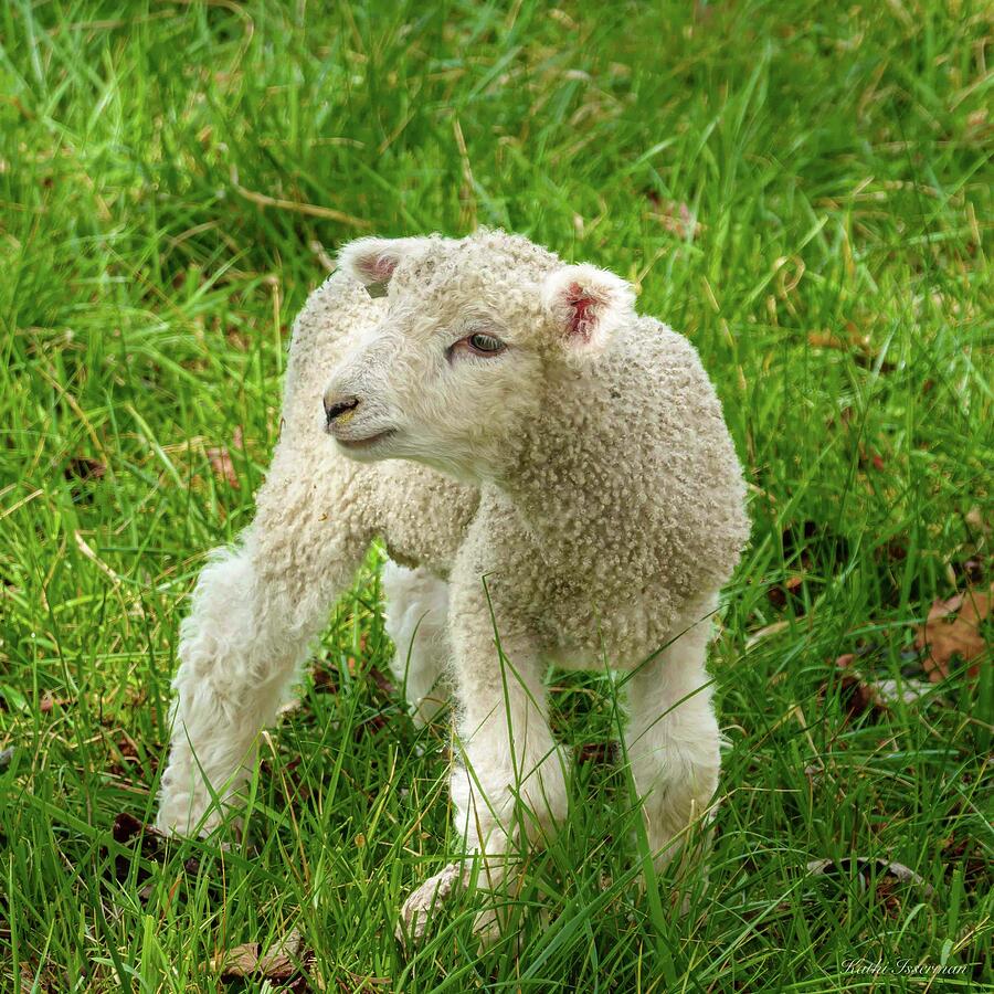 Just Born Photograph by Kathi Isserman Just Born Photograph by Kathi Isserman