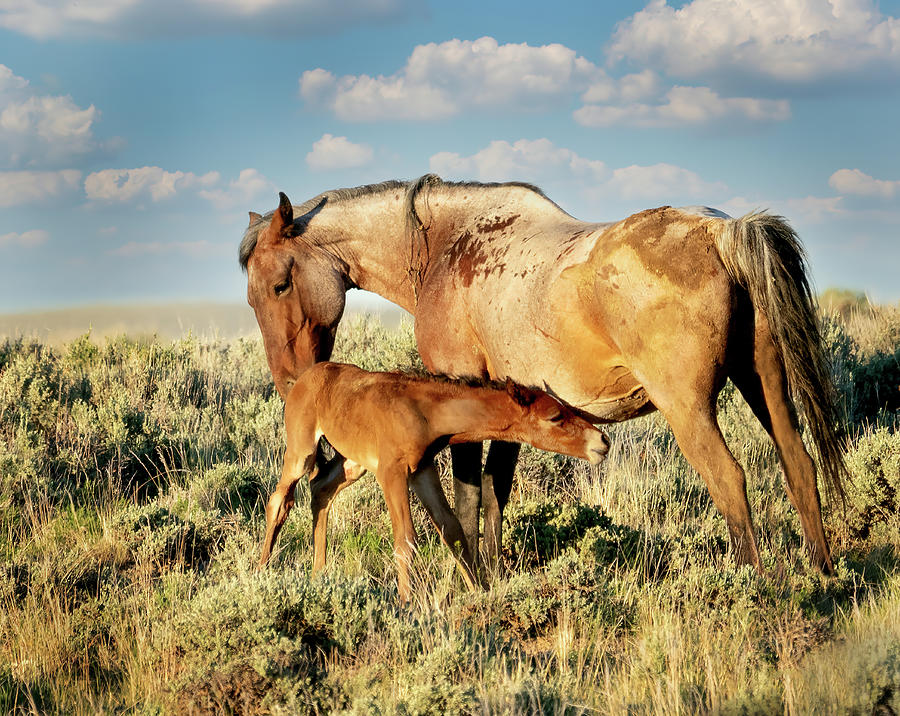 Just Born wild Mustang Foal Nursing Photograph by Judi Dressler
