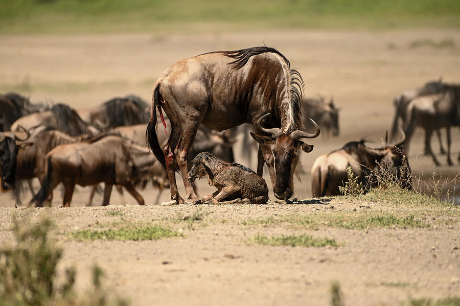Just Born Wildebeest Photograph by Moodie Shots