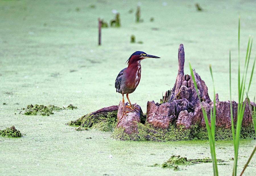 Just Chilling Green Heron Photograph by Debbie Oppermann