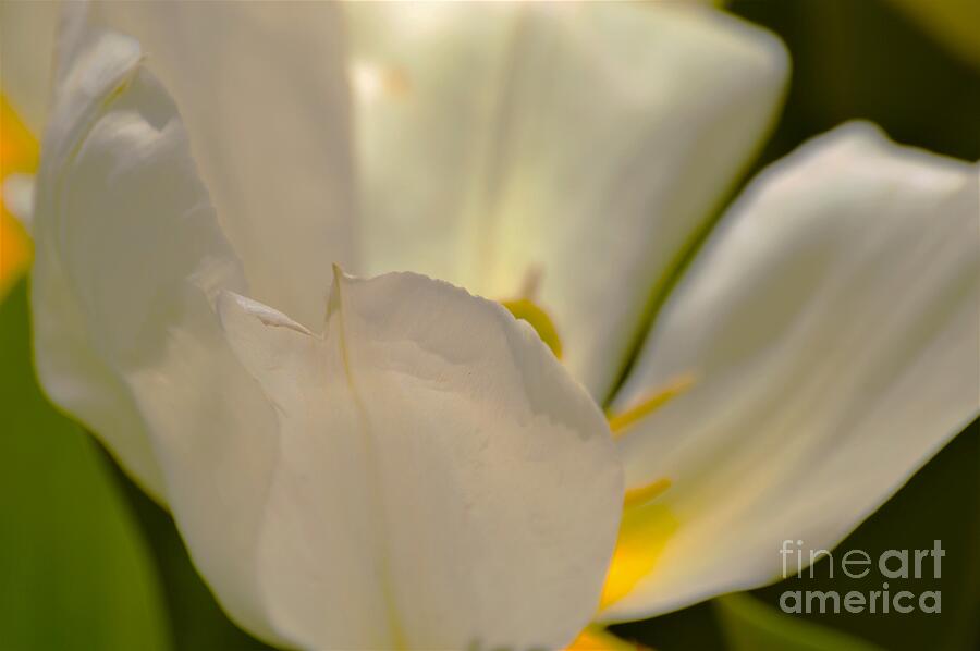 White Tulip Photograph - Just Devine by Vickie Crum