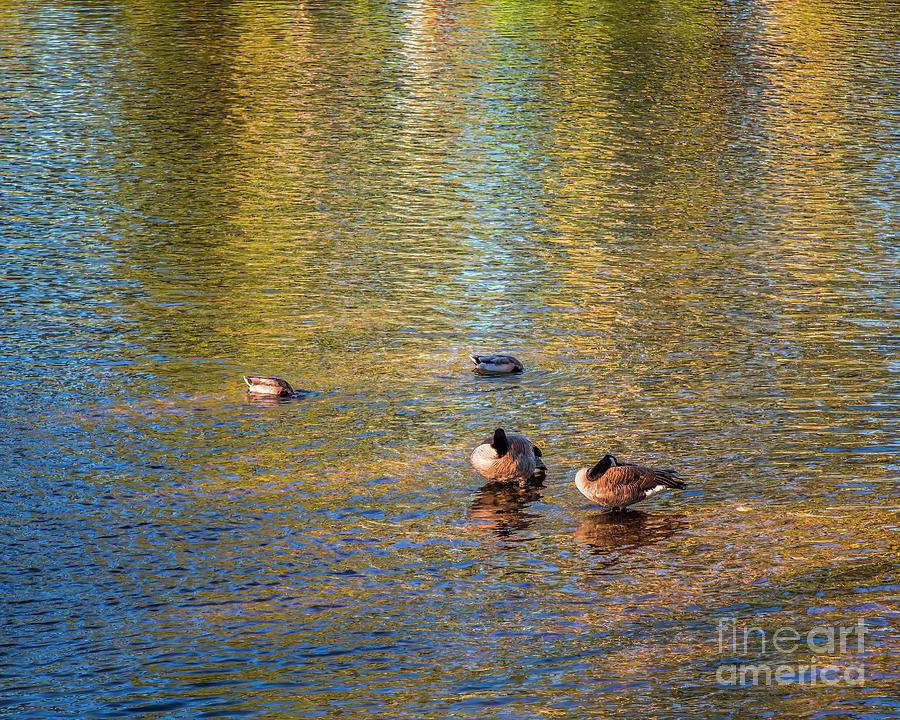 Just Ducky Photograph by Jon Burch Photography