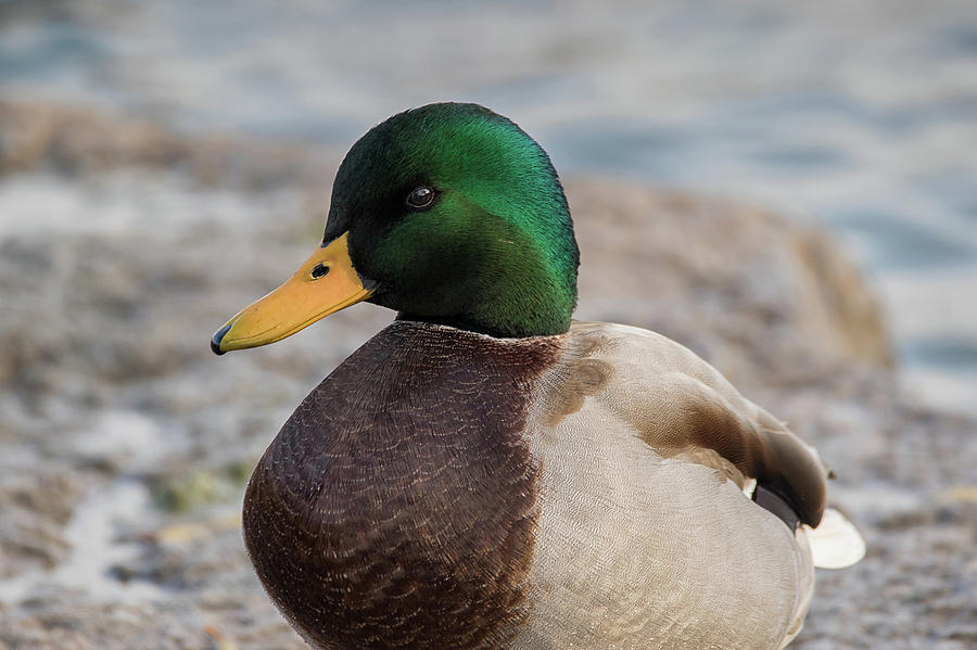 Just Ducky - Mallard Duck - anas platyrhynchos Photograph by Spencer Bush