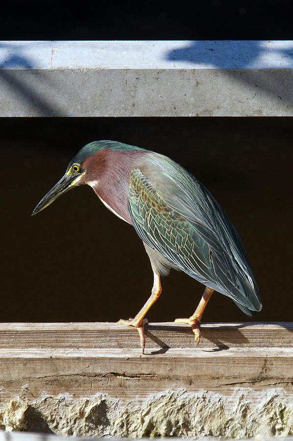 Green Heron Photograph - Just Fishing by Melissa Southern Green Heron Photograph - Just Fishing by Melissa Southern