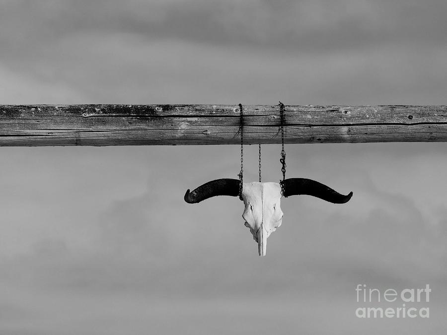 Just Hanging Around . BW001 Photograph by Jor Cop Images