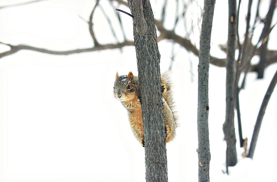 Just Hanging Around Photograph by Carrie Ann Grippo-Pike