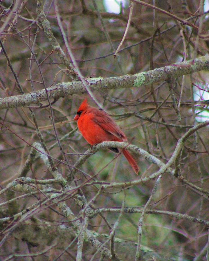 Just Hanging Around Photograph by On The Go Candace Daniels - Pixels