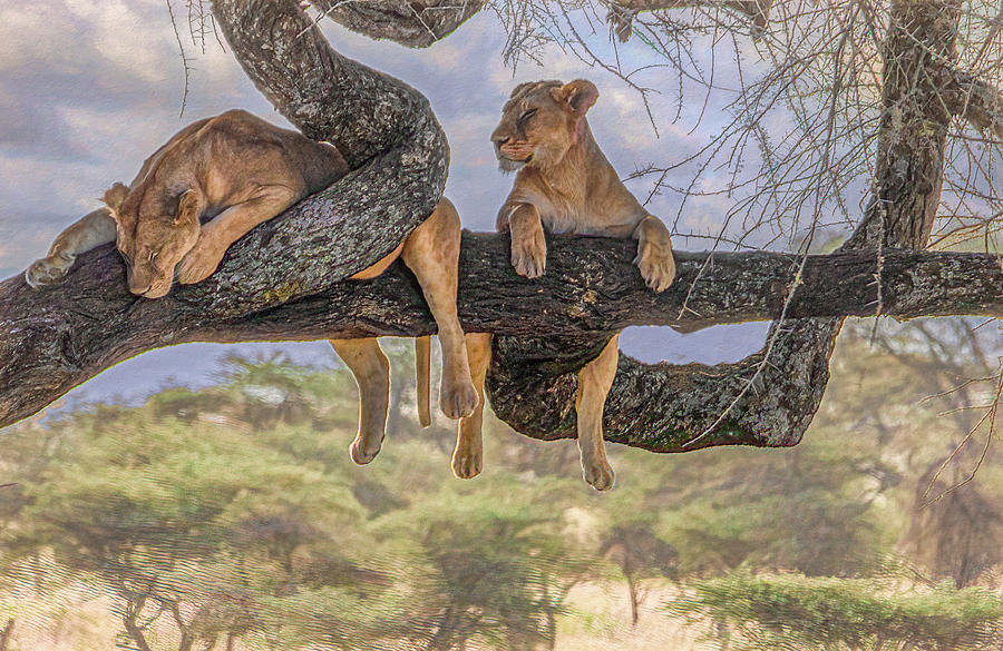 Just Hanging Out, Tanzanian Lions in a Tree Photograph by Marcy Wielfaert