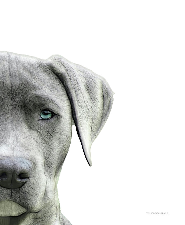 Just in View - Grey Dog Digital Art by Donna Watson-Hall and Art Crew NZ