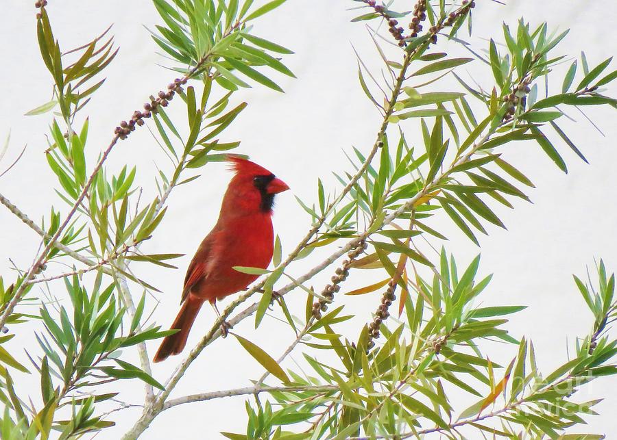 Just Landed - Cardinal on a Branch Photograph by World Reflections By Sharon