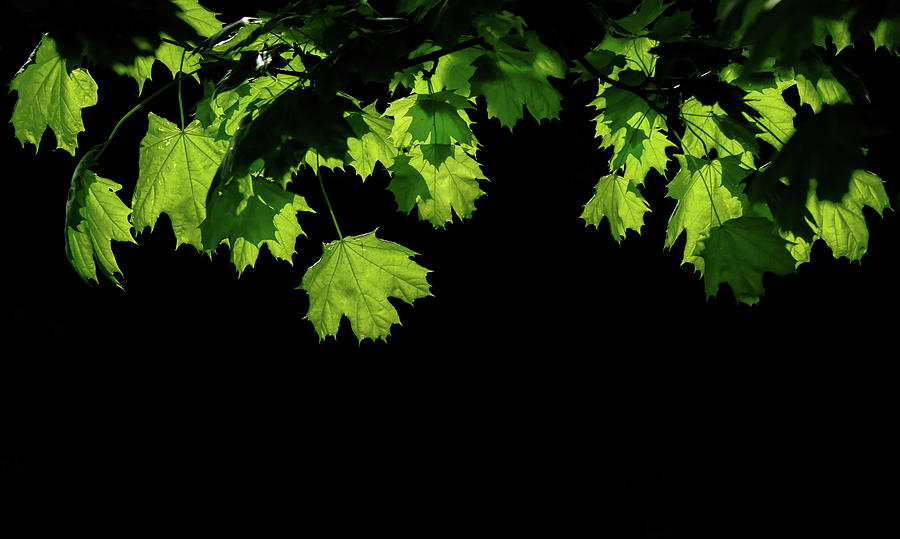 Just Leaves Header Photograph by Dan Sproul