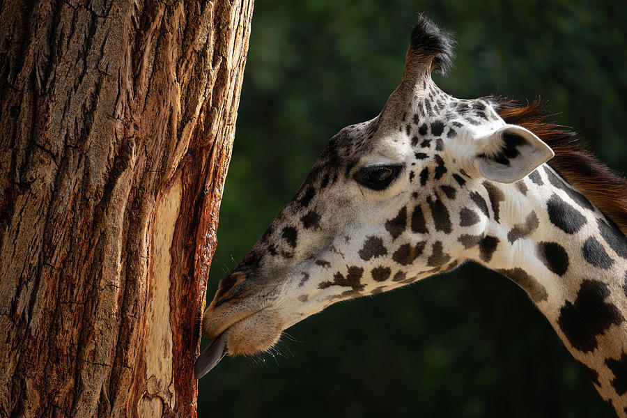 Giraffe - Just Like a Lollipop Photograph by Tina Horne