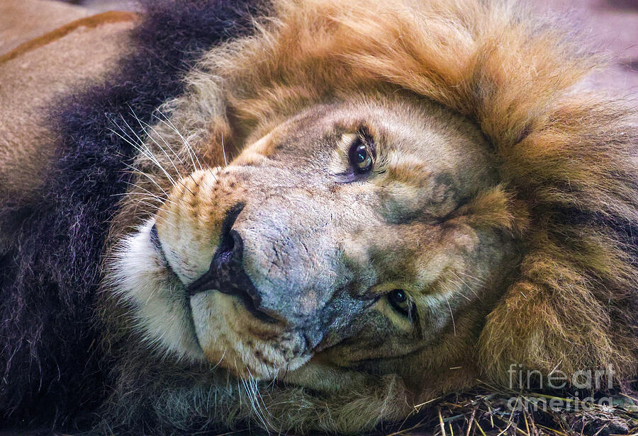 Just Lion Around Photograph by Shirley Dutchkowski Just Lion Around Photograph by Shirley Dutchkowski