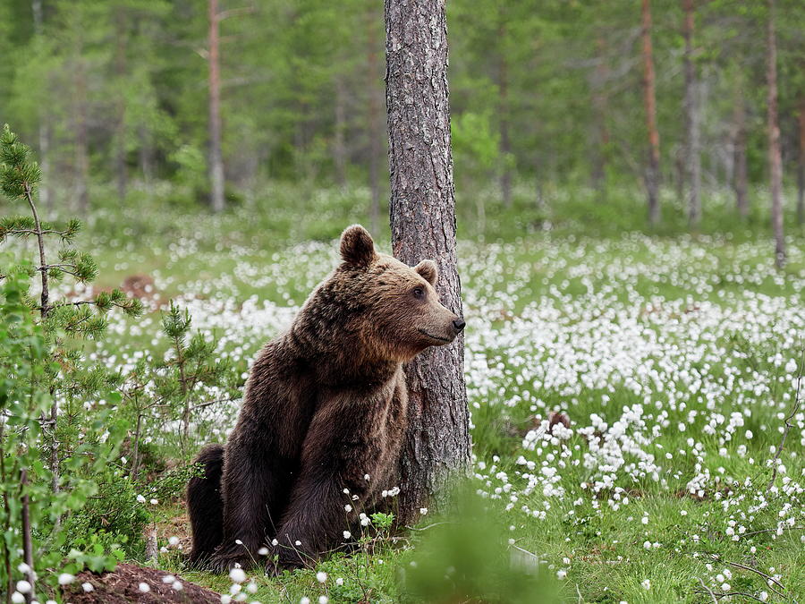 Just missing someone. Hares-tail cottongrass and Brown bear 42 Photograph by Jouko Lehto
