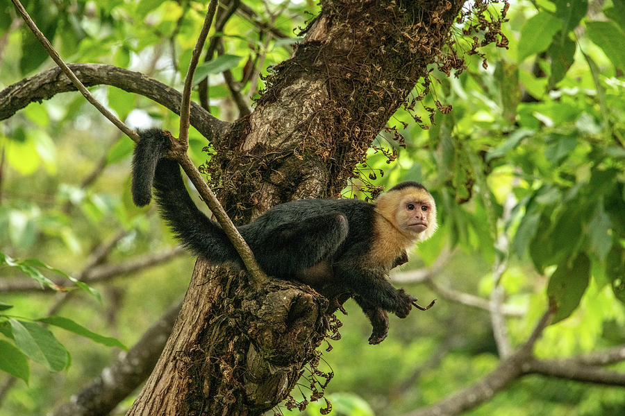 Just Monkeying Around in Costa Rica Photograph by Marcy Wielfaert