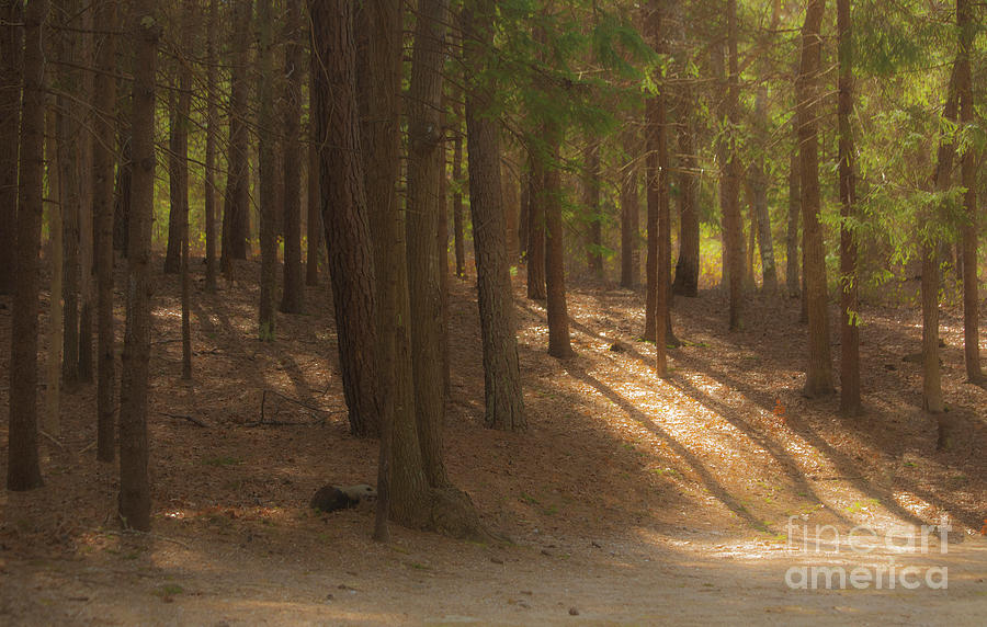 Just one more before i go photograph by sharon mayhak fine art america