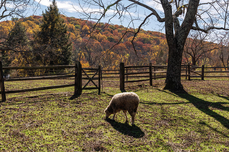 Just One Sheep Photograph by Kristopher Schoenleber