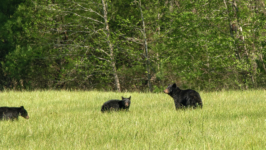 Just Out of the Den, Black Bears of Cades Cove Photograph by Marcy Wielfaert