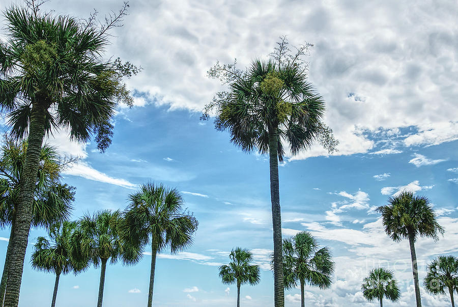 Just Palm Trees Photograph by Jennifer White