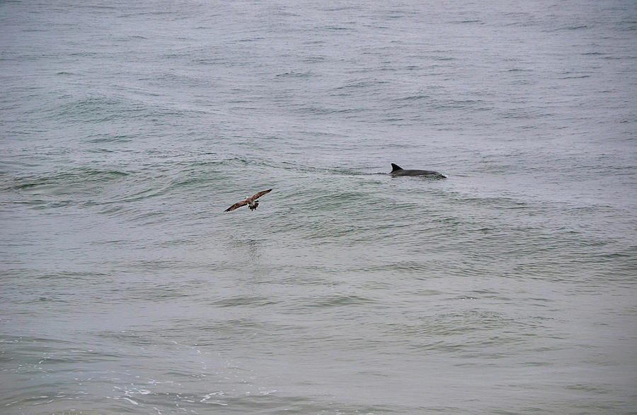 Just Passing Through Dolphin and Sea Bird Photograph by Gaby Ethington