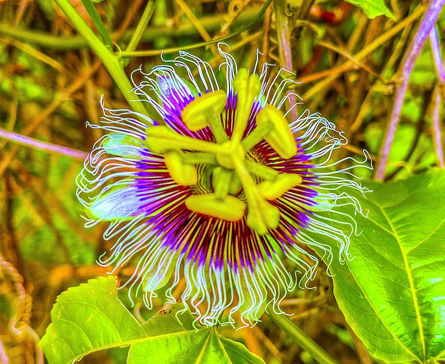 Just Passion Flower Photograph by Joalene Young