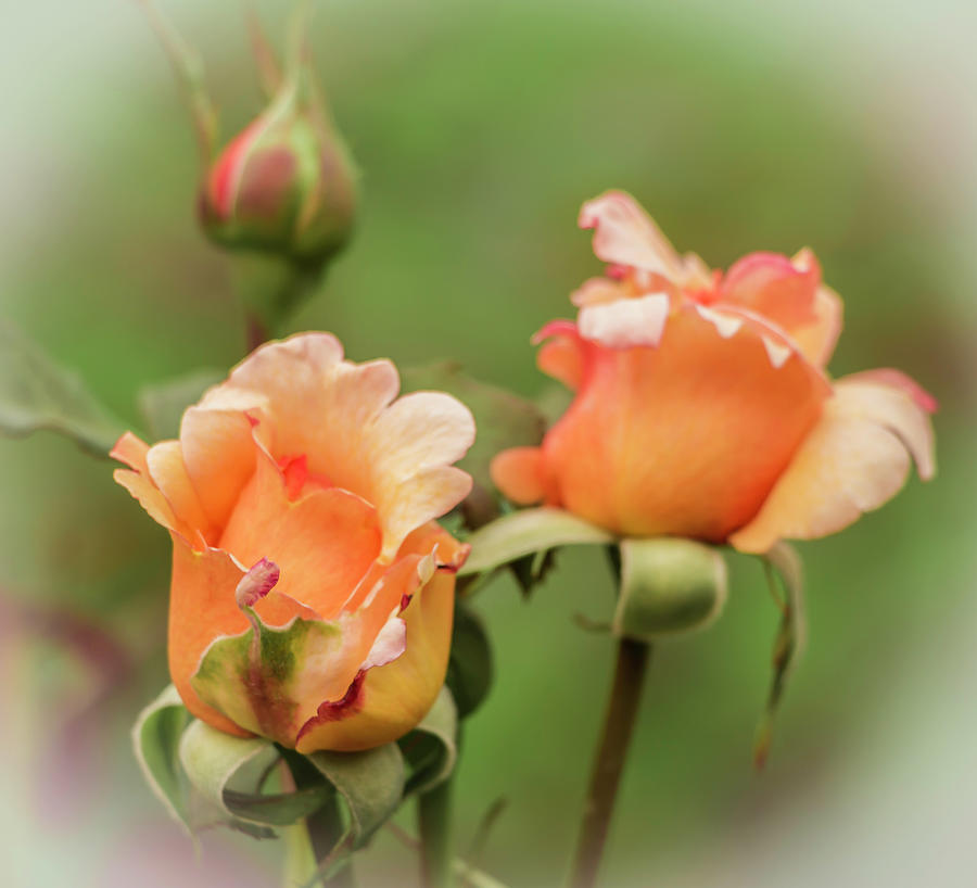 Roses Photograph - Just Peachy by Venetia Featherstone-Witty Roses Photograph - Just Peachy by Venetia Featherstone-Witty