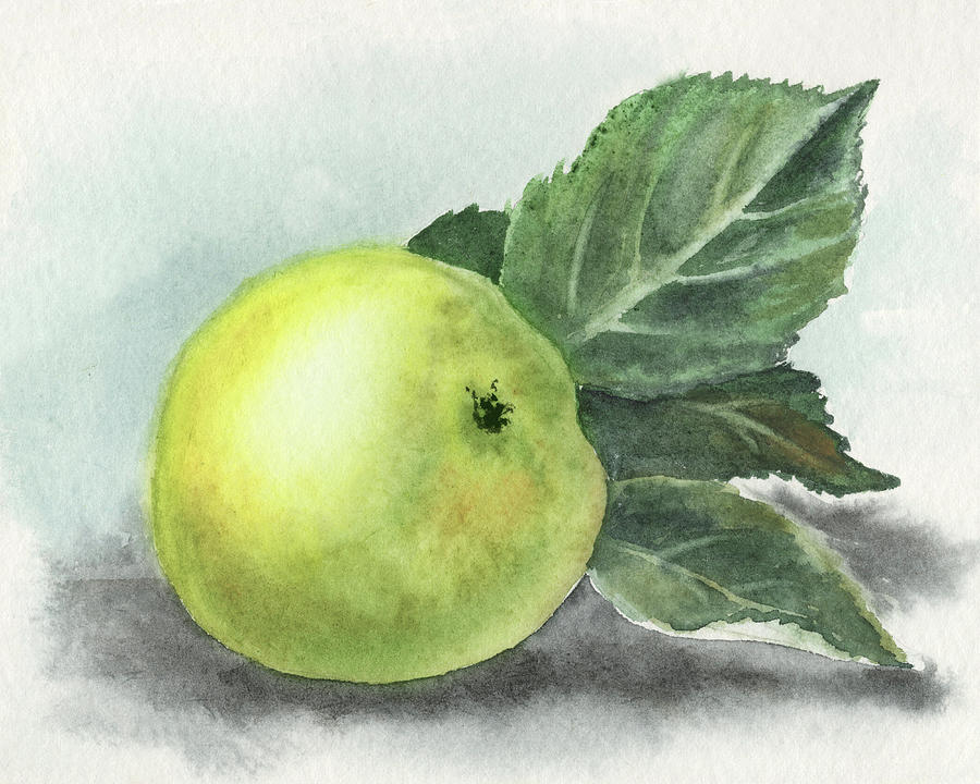 Just Picked Old Fashioned Organic Watercolor Apple Painting by Irina Sztukowski